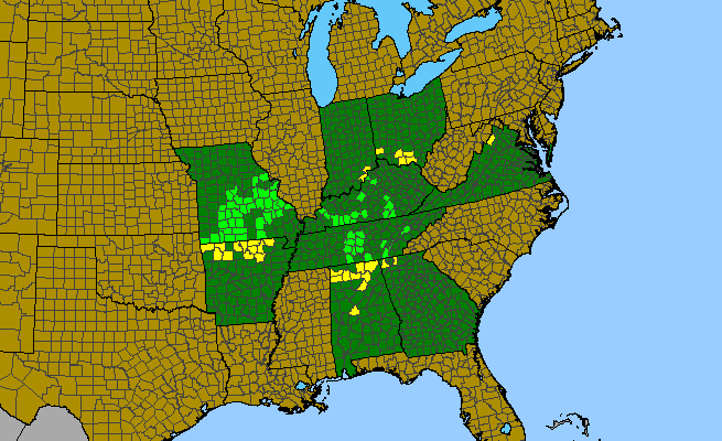 The range of Leavenworthia uniflora